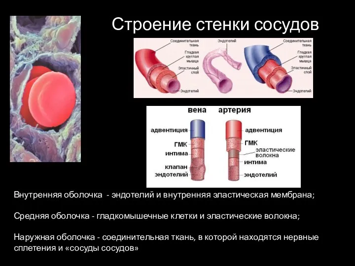 Внутренняя оболочка - эндотелий и внутренняя эластическая мембрана; Средняя оболочка