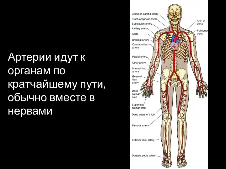 Артерии идут к органам по кратчайшему пути, обычно вместе в нервами