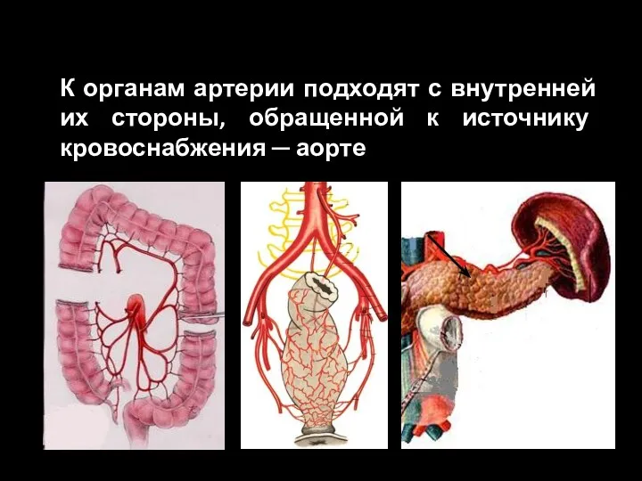 К органам артерии подходят с внутренней их стороны, обращенной к источнику кровоснабжения ─ аорте
