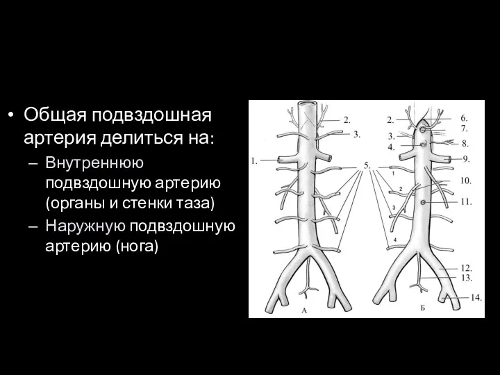 Общая подвздошная артерия делиться на: Внутреннюю подвздошную артерию (органы и стенки таза) Наружную подвздошную артерию (нога)