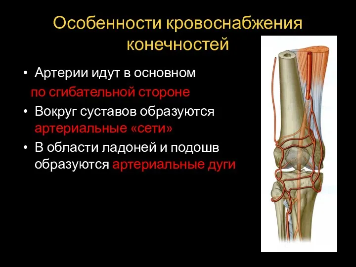 Особенности кровоснабжения конечностей Артерии идут в основном по сгибательной стороне Вокруг суставов образуются