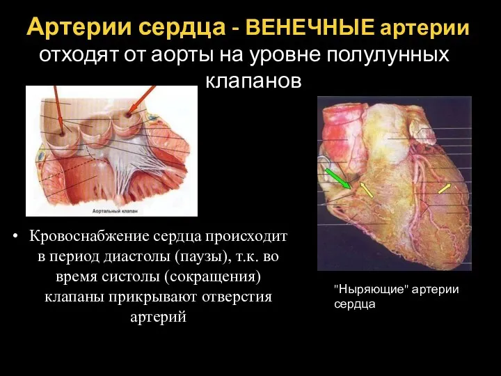 Артерии сердца - ВЕНЕЧНЫЕ артерии отходят от аорты на уровне полулунных клапанов Кровоснабжение