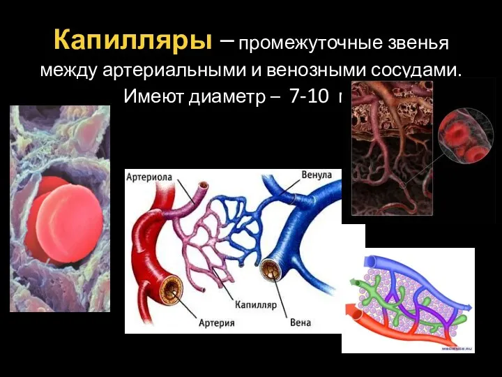 Капилляры – промежуточные звенья между артериальными и венозными сосудами. Имеют диаметр – 7-10 мкм.