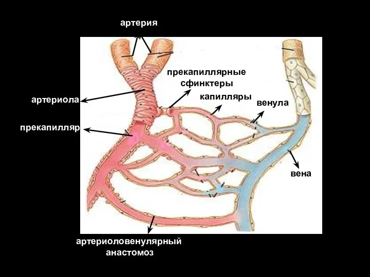 артерия артериола прекапилляр артериоловенулярный анастомоз капилляры вена венула прекапиллярные сфинктеры