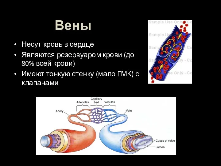 Вены Несут кровь в сердце Являются резервуаром крови (до 80% всей крови) Имеют