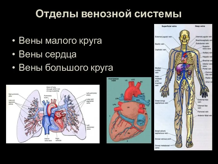 Отделы венозной системы Вены малого круга Вены сердца Вены большого круга