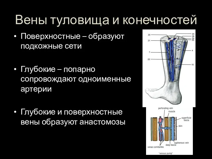 Вены туловища и конечностей Поверхностные – образуют подкожные сети Глубокие – попарно сопровождают