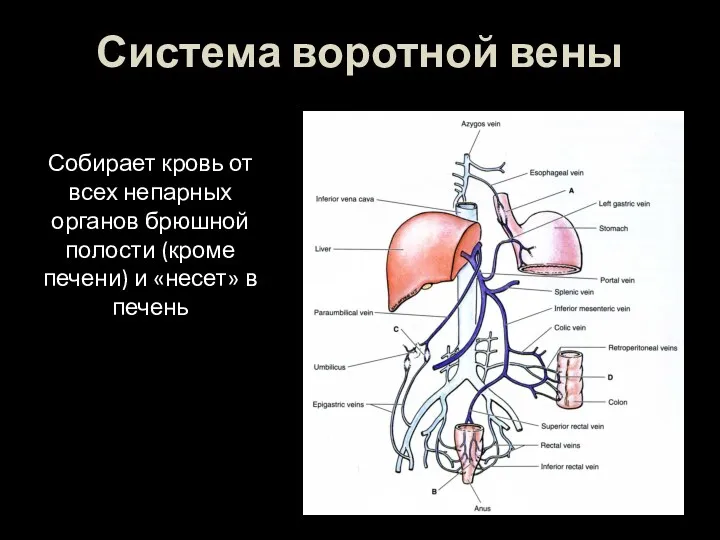 Система воротной вены Собирает кровь от всех непарных органов брюшной полости (кроме печени)