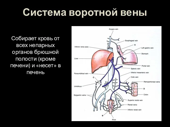 Система воротной вены Собирает кровь от всех непарных органов брюшной