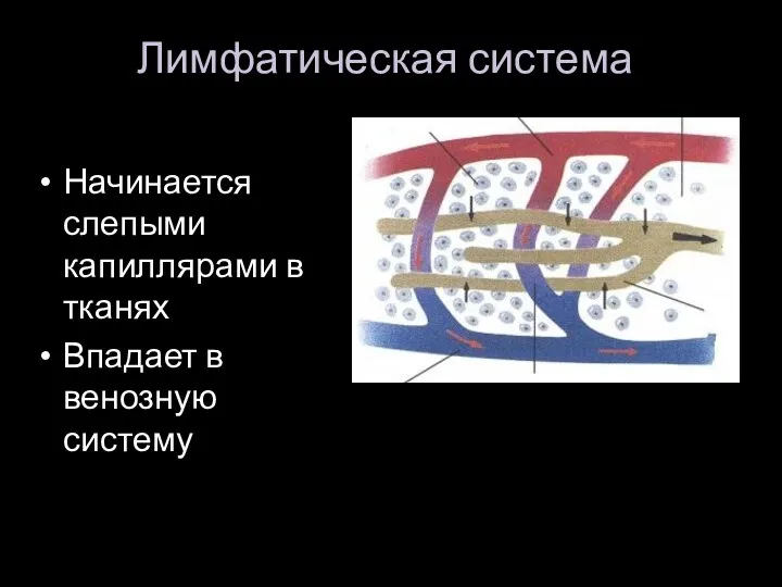 Лимфатическая система Начинается слепыми капиллярами в тканях Впадает в венозную систему