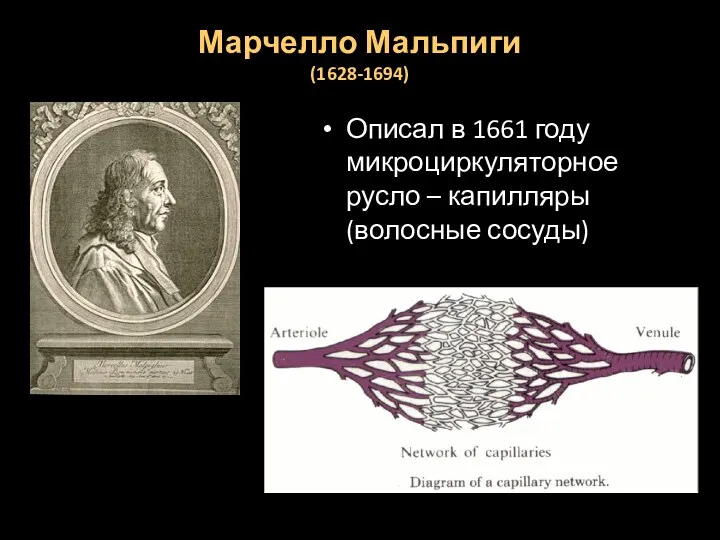 Марчелло Мальпиги (1628-1694) Описал в 1661 году микроциркуляторное русло – капилляры (волосные сосуды)