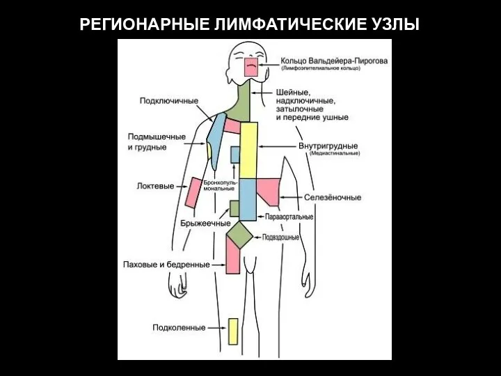 РЕГИОНАРНЫЕ ЛИМФАТИЧЕСКИЕ УЗЛЫ