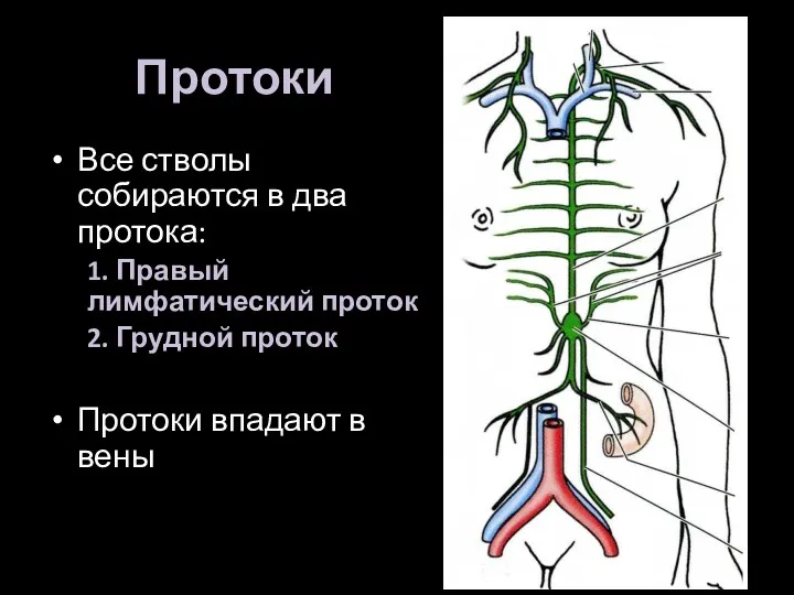 Протоки Все стволы собираются в два протока: 1. Правый лимфатический проток 2. Грудной