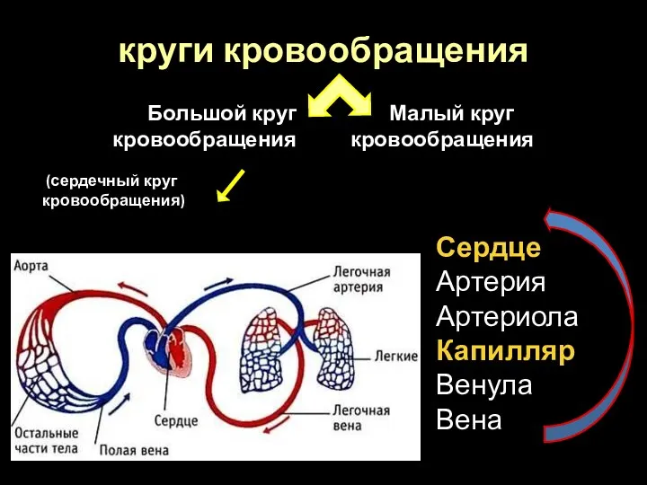 Большой круг Малый круг кровообращения кровообращения (сердечный круг кровообращения) Сердце Артерия Артериола Капилляр