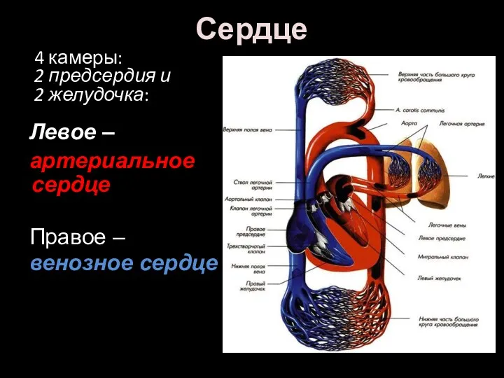 Сердце Левое – артериальное сердце Правое – венозное сердце 4 камеры: 2 предсердия и 2 желудочка: