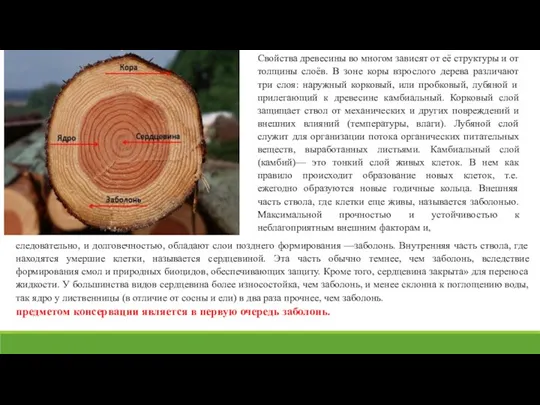 следовательно, и долговечностью, обладают слои позднего формирования —заболонь. Внутренняя часть