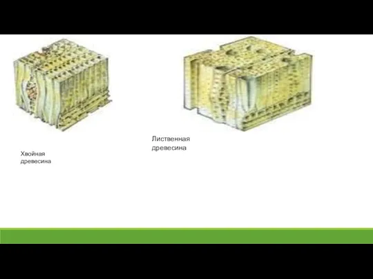 Хвойная древесина Лиственная древесина