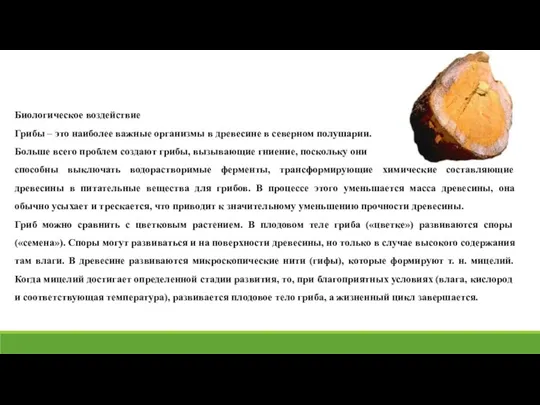 Биологическое воздействие Грибы – это наиболее важные организмы в древесине