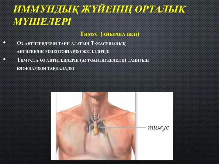 ИММУНДЫҚ ЖҮЙЕНІҢ ОРТАЛЫҚ МҮШЕЛЕРІ Тимус (айырша безі) Өз антигендерін тани