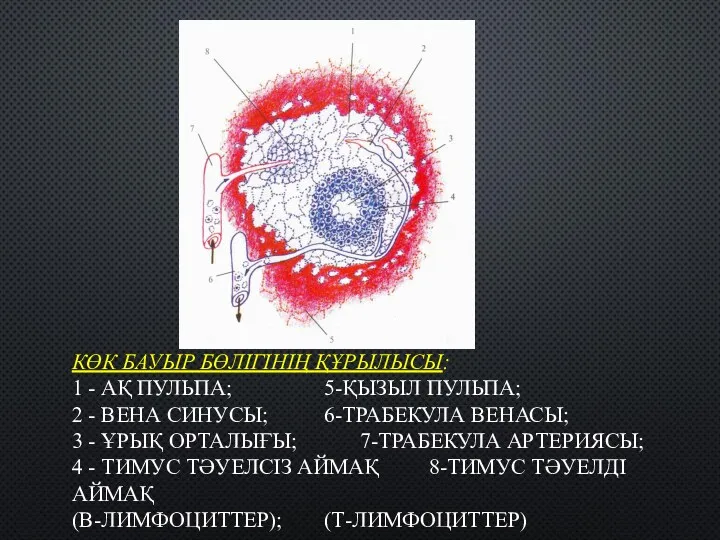 КӨК БАУЫР БӨЛІГІНІҢ ҚҰРЫЛЫСЫ: 1 - АҚ ПУЛЬПА; 5-ҚЫЗЫЛ ПУЛЬПА;