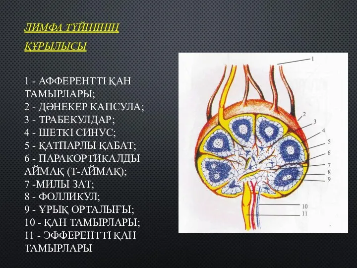 ЛИМФА ТҮЙІНІНІҢ ҚҰРЫЛЫСЫ 1 - АФФЕРЕНТТІ ҚАН ТАМЫРЛАРЫ; 2 -