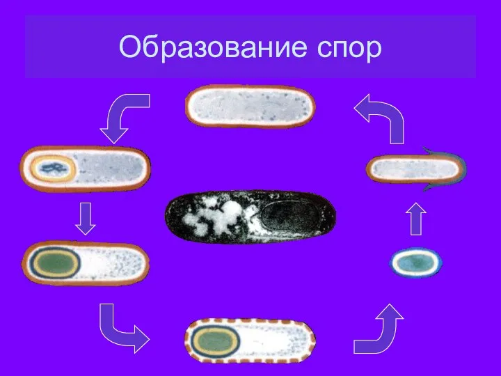 Образование спор