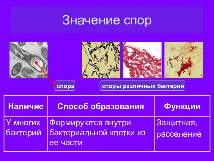 Значение спор споры различных бактерий