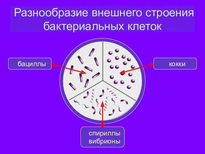 Разнообразие внешнего строения бактериальных клеток