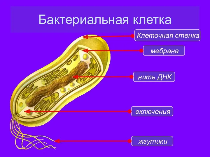 Бактериальная клетка