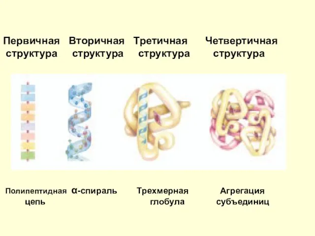 Структура белка