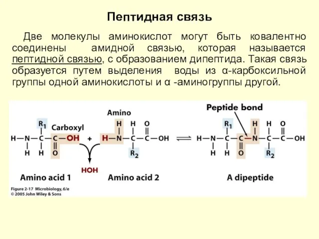 Пептидная связь Две молекулы аминокислот могут быть ковалентно соединены амидной