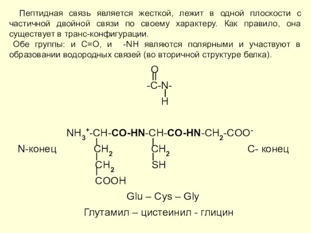 Пептидная связь является жесткой, лежит в одной плоскости с частичной