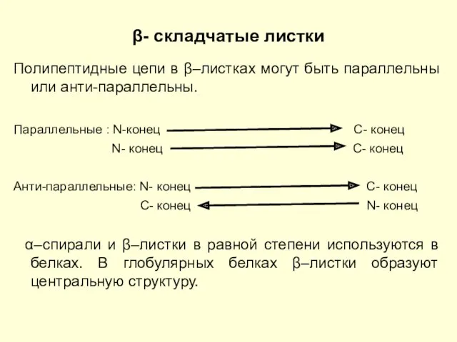 β- складчатые листки Полипептидные цепи в β–листках могут быть параллельны