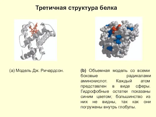 (a) Модель Дж. Ричардсон. Третичная структура белка (b) Объемная модель