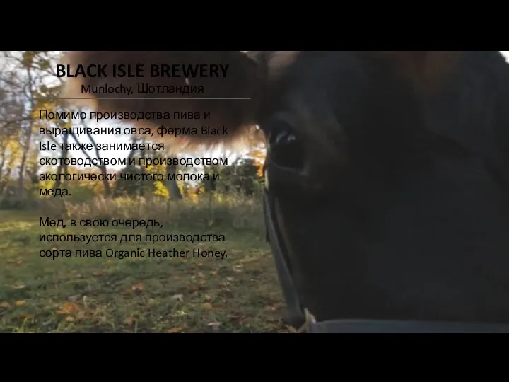 Помимо производства пива и выращивания овса, ферма Black Isle также