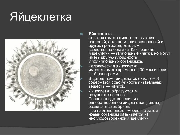 Яйцеклетка Яйцеклетка—женская гамета животных, высших растений, а также многих водорослей и других протистов,