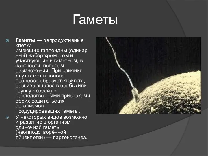 Гаметы Гаметы — репродуктивные клетки, имеющие гаплоидны (одинарный) набор хромосом