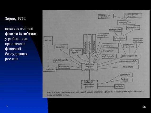 * Зеров, 1972 показав головні філи та їх зв’язки у роботі, яка присвячена філогенії безсудинних рослин