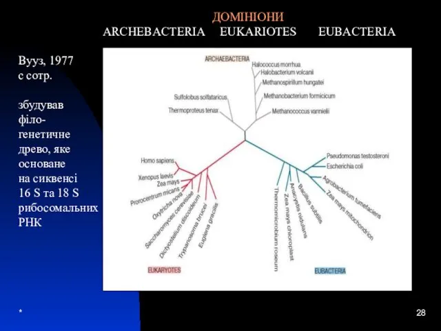 * Вууз, 1977 с сотр. збудував філо- генетичне древо, яке