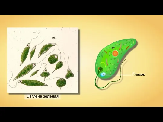 Эвглена зелёная Глазок