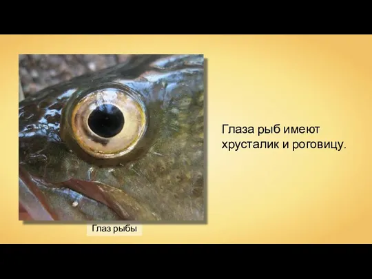 Глаз рыбы Глаза рыб имеют хрусталик и роговицу.