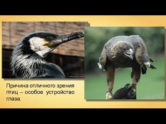 yellow_bird_woodstock J. Glover Причина отличного зрения птиц — особое устройство глаза.