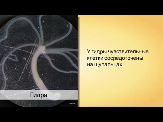 Oinari-san У гидры чувствительные клетки сосредоточены на щупальцах. Гидра