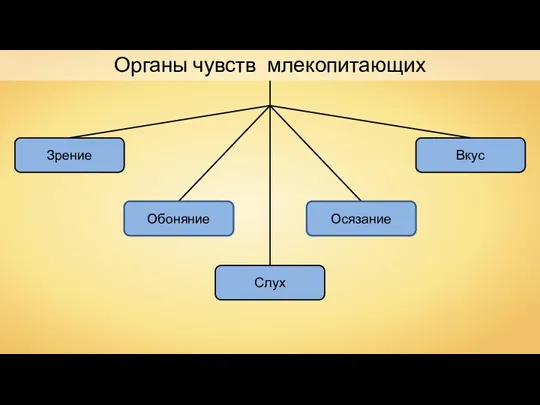 Органы чувств млекопитающих Обоняние Осязание Зрение Вкус Слух