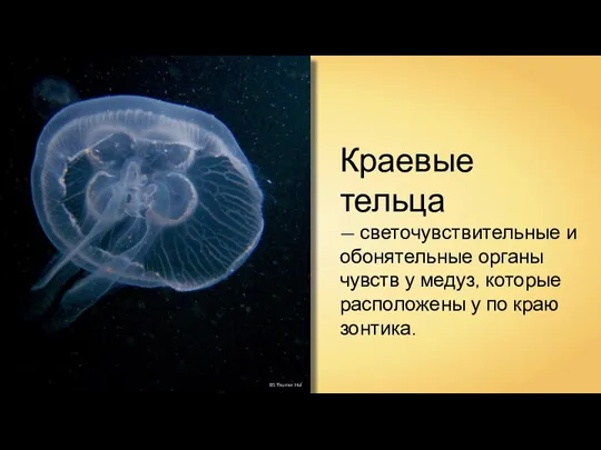BS Thurner Hof Краевые тельца — светочувствительные и обонятельные органы чувств у медуз,