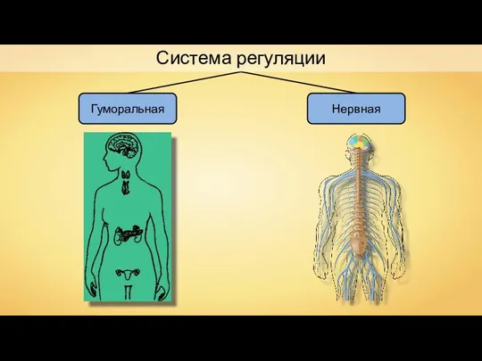 Система регуляции Нервная Гуморальная