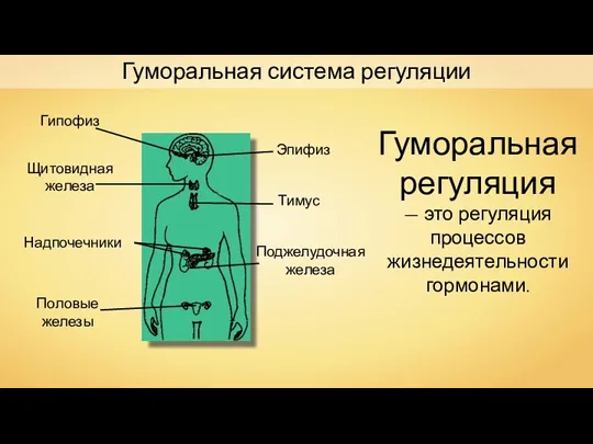 Гуморальная система регуляции Гипофиз Эпифиз Щитовидная железа Тимус Надпочечники Поджелудочная железа Половые железы