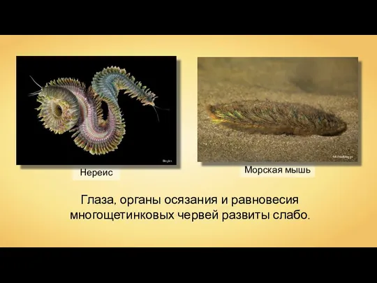 Нереис Biopics Морская мышь MichaelMaggs Глаза, органы осязания и равновесия многощетинковых червей развиты слабо.