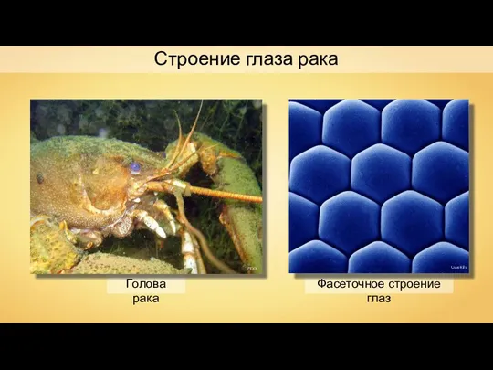 Голова рака Фасеточное строение глаз FEXX Строение глаза рака Uwe Kils