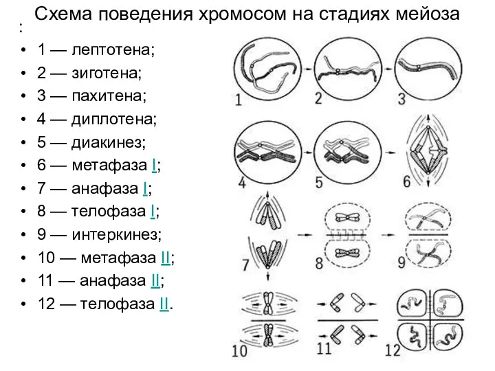 Схема поведения хромосом на стадиях мейоза : 1 — лептотена;